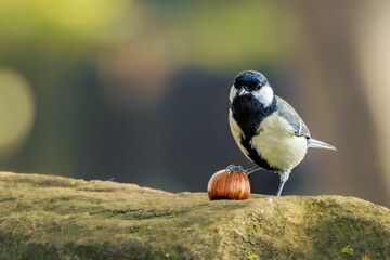 Beautiful great tit bird perched on a grey rock with one of its legs delicately resting atop a nut.