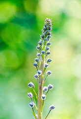 Fine flower of speedwell against a green background. Flowering plant close-up. Veronica.