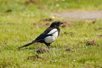 Magpie on a green meadow in the city park. Bird with black and white plumage. Pica pica.