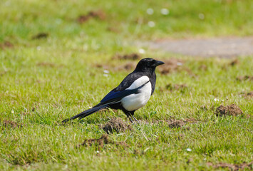 Magpie on a green meadow in the city park. Bird with black and white plumage. Pica pica.
