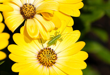 Green grasshopper on a yellow flower. Close-up of insect in natural environment.
