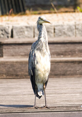 Gray heron in the city. Ardea cinerea.