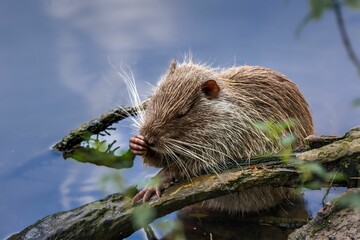 Inquisitive beaver perched atop a branch overlooking a tranquil body of water. - obrazy, fototapety, plakaty