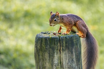 Small red squirrel perched atop a tree stump.