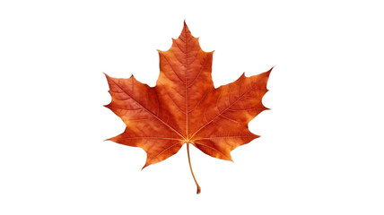 Naklejka na ściany i meble Rustic Brown Maple Leaf Isolated on Transparent Background