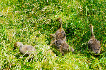 Canada goose chicks in tall grass. Water bird in natural environment on the shore. Branta canadensis.