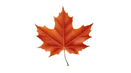Brown maple leaf isolated on transparent