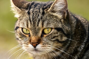 Closeup portrait of an adorable striped tabby cat.
