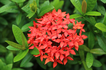 Closeup of a Gorgeous Vibrant Red Blooming Ixora Flower