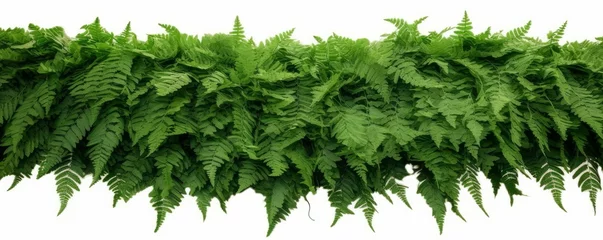 Foto op Aluminium Green leaves tropical foliage plant bush of cascading Fishtail fern or forked giant sword fern (Nephrolepis spp.) the shade garden landscaping shrub plant, Generative AI © Dream Canvas