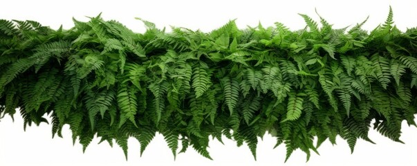 Green leaves tropical foliage plant bush of cascading Fishtail fern or forked giant sword fern (Nephrolepis spp.) the shade garden landscaping shrub plant, Generative AI