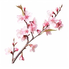 Sakura flowers, a branch of wild Himalayan cherry blossom pink flowers with young leaves budding on tree twig, Generative AI