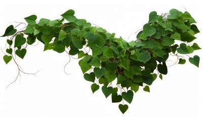 Heart-shape green leaves jungle vine plant bush with twisted vines and tendrils of Obscure morning glory (Ipomoea obscura) climbing vine tropical plant, Generative AI