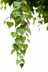 Hanging vine liana plant with heart shaped green leaves of purple yam or winged yam (Dioscorea alata) the tropic forest climber plant, Generative AI