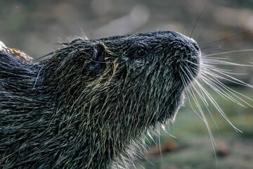 Nutria walking on a rocky shoreline in a shallow body of water.