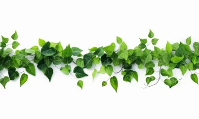Foto op Canvas Green leaves nature frame border of devil's ivy or golden pothos the tropical foliage plant on white background, Generative AI © Dream Canvas