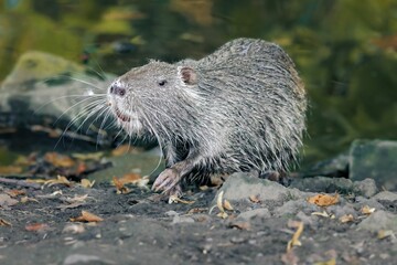 Nutria walking on a rocky shoreline in a shallow body of water.