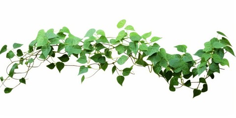 Bush grape or three-leaved wild vine cayratia (Cayratia trifolia) liana ivy plant bush, nature frame jungle border isolated on white background, clipping path, Generative AI - obrazy, fototapety, plakaty