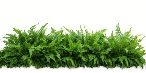 Tropical foliage plant bush nature frame layout of Fishtail fern or forked giant sword fern (Nephrolepis spp.) the shade garden landscaping shrub plant on white background with clipping, Generative AI
