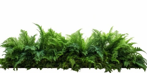 Tropical foliage plant bush nature frame layout of Fishtail fern or forked giant sword fern (Nephrolepis spp.) the shade garden landscaping shrub plant on white background with clipping, Generative AI - obrazy, fototapety, plakaty