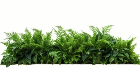Tropical foliage plant bush nature frame layout of Fishtail fern or forked giant sword fern (Nephrolepis spp.) the shade garden landscaping shrub plant on white background with clipping, Generative AI - obrazy, fototapety, plakaty