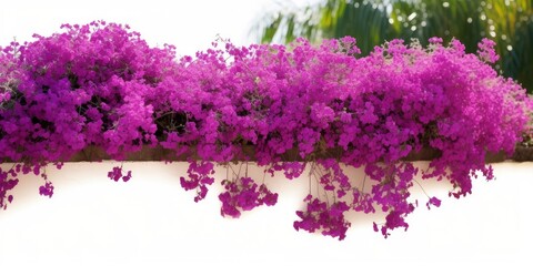 Purple Bougainvillea tropical flower bush climbing vine landscape garden plant  growing in wild with fresh and some dried flower petals, Generative AI - obrazy, fototapety, plakaty