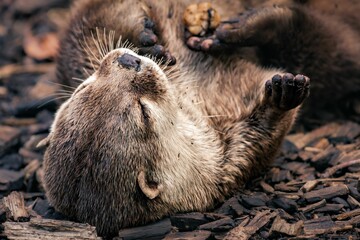 Closeup shot of an adorable otter.