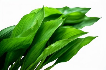Green leaves of turmeric (Curcuma longa) ginger medicinal herbal plant, Generative AI