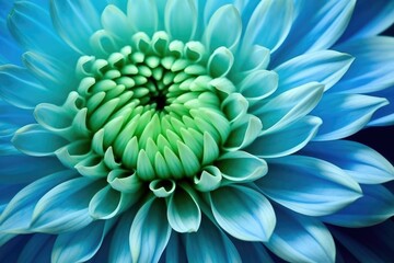 Blue-green chrysanthemum flower macro