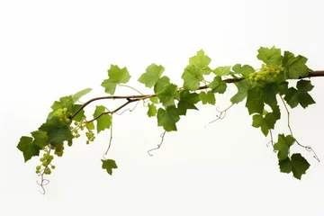 Fotobehang Grape leaves vine plant hanging branch grapevine with tendrils, Generative AI © Dream Canvas