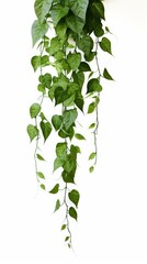 Green leaves Javanese treebine or Grape ivy (Cissus spp.) jungle vine hanging ivy plant bush isolated on white background with clipping path, Generative AI