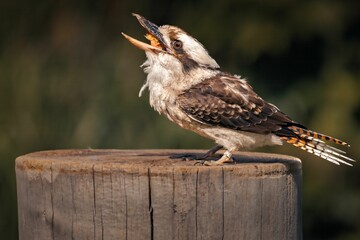 Beautiful Kookaburra bird stands atop a wooden post, its beak wide open in a cheery song