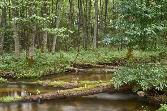 Drawieński Park Narodowy, Polskie Parki Narodowe