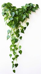 Heart shaped green variegated leaves hanging vine plant bush of devil's ivy or golden pothos houseplant, Generative AI