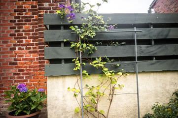 Autumn Flora on Fehmarn Island