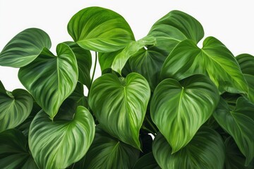 Backside of heart shape green leaves Philodendron species the tropical foliage plant, Generative AI
