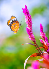 Beautiful Plain Tiger butterfly is flying near pink Celosia argentea or Wild Cockscomb flower in...