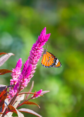 Beautiful butterfly and flower image in nature of Plain Tiger butterfly is sucking nectar from the pink Celosia argentea or Wild Cockscomb flower in vertical frame