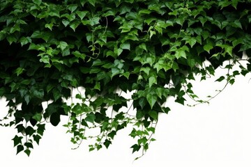 Bush grape or three-leaved wild vine cayratia (Cayratia trifolia) liana ivy plant bush, nature frame jungle border, Generative AI