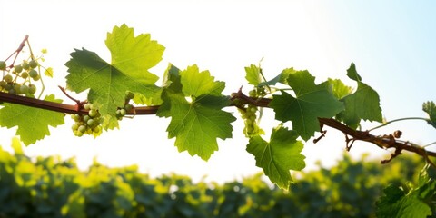 Grape leaves vine plant branch with tendrils in vineyard, Generative AI - obrazy, fototapety, plakaty