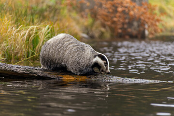 Dachs auf einem im Wasser liegenden Baumstamm mit offenem Maul
