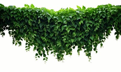 Hanging vines ivy foliage jungle bush, heart shaped green leaves climbing plant nature backdrop, Generative AI