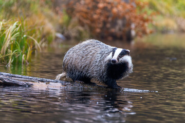 Dachs auf einem im Wasser liegenden Baumstamm © Klaus Brauner