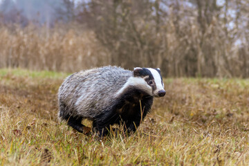 Rennender Dachs auf trockener Wiese