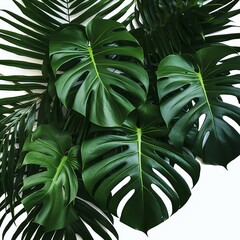 Dark green leaves of monstera or split-leaf philodendron (Monstera deliciosa) the tropical foliage plant bush popular houseplant, Generative AI - obrazy, fototapety, plakaty