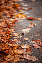 autumn leaves on wet asphalt