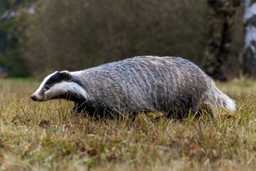 Dachs läuft in sumpfiger Wiese