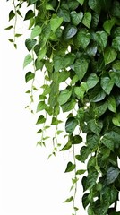Green leaves Javanese treebine or Grape ivy jungle vine hanging ivy plant bush, Generative AI