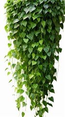 Green leaves Javanese treebine or Grape ivy (Cissus spp.) jungle vine hanging ivy plant bush, Generative AI