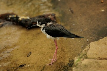 Small black and white bird standing on a rock near some water